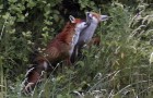 Then There Were Five: Urban Foxes (Video)