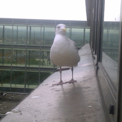 Seagull